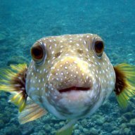 Tetrodotoxin