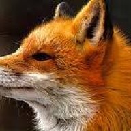 foxsir2017