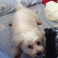chanbeile