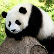 teddypanda