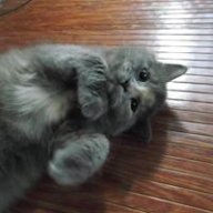 mirul0045