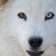 xAngelWolf