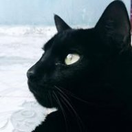 juniorverde
