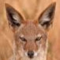 RedJackel