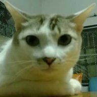 DeaRiiZ
