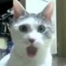 Juliot
