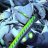 Genji1